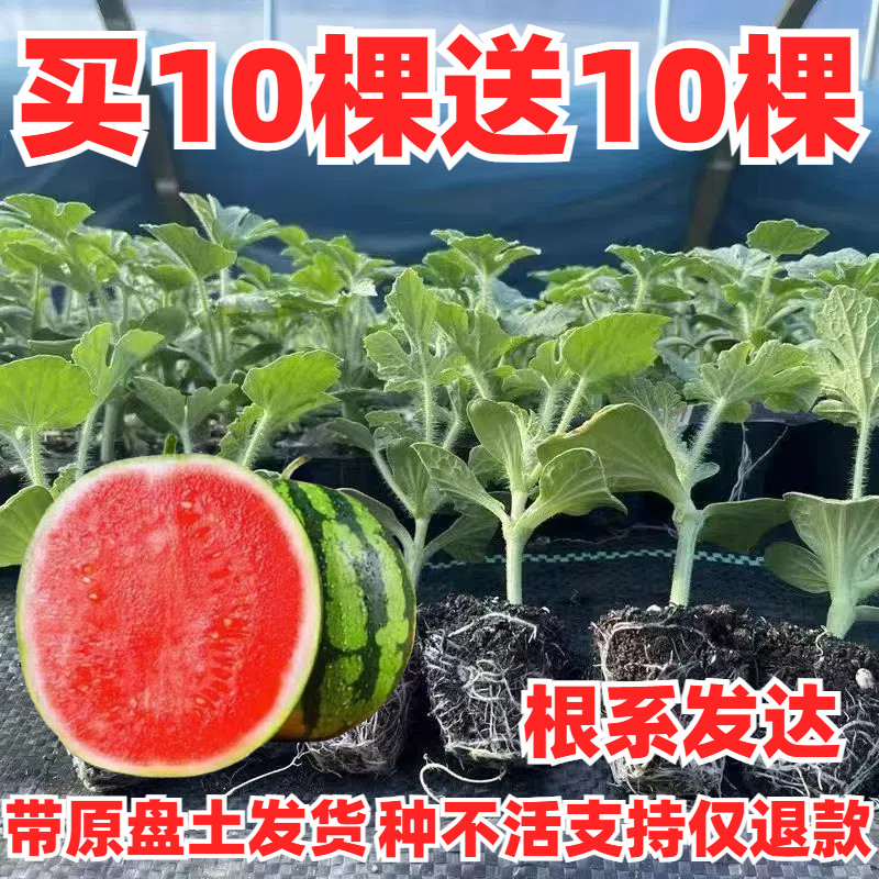 西瓜苗秧嫁接苗8424麒麟无籽美都阳台盆栽小吊瓜南北方种植批发