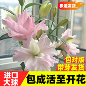 香水百合种球重瓣浓香盆栽带花苞进口重瓣百合花球种子花苗鲜花卉