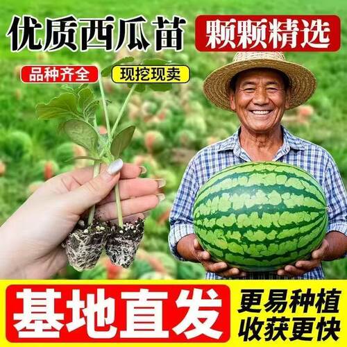 嫁接西瓜苗8424美都无籽西瓜苗秧