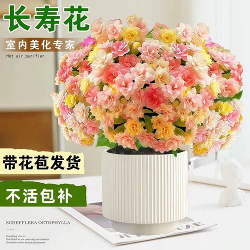 金狐狸花带盆四季开花室内外绿植