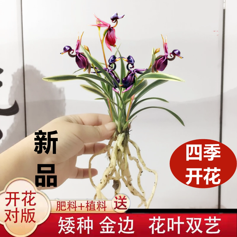 飞鸭兰浓香型建兰金边矮种兰花苗四季开花室内外盆栽花卉好养易活_虎窝淘