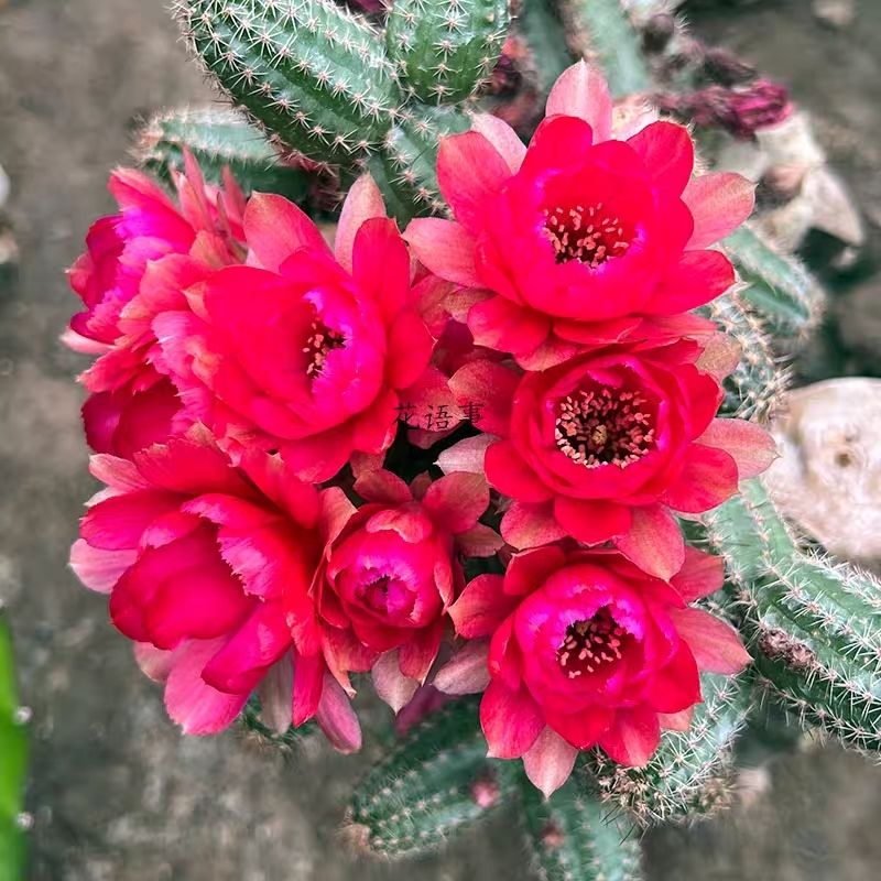 室内仙人指盆栽白檀毛毛虫多肉植物会开花的仙人掌防辐射桌面新款