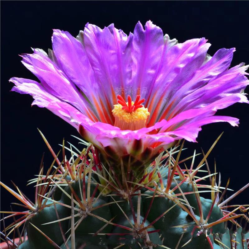大统领 仙人球稀有实生红刺开花盆栽室内办公室防辐射仙人球