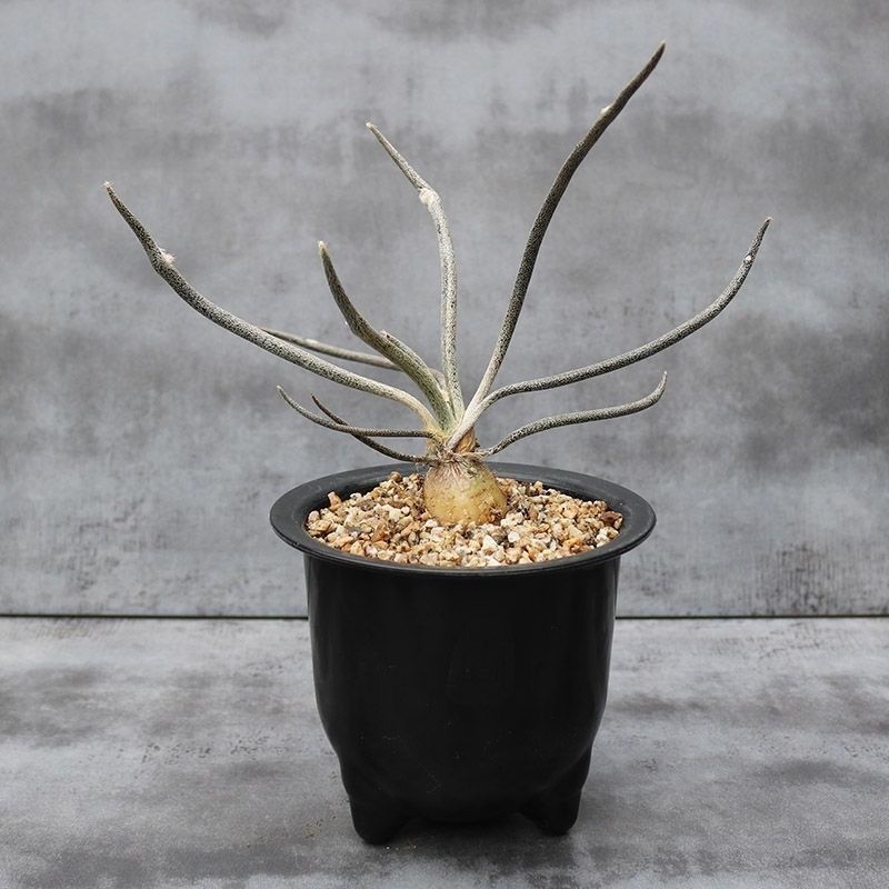 美杜莎实生多肉植物 稀缺冷门开花趣味块根植物桌面防辐射小盆栽