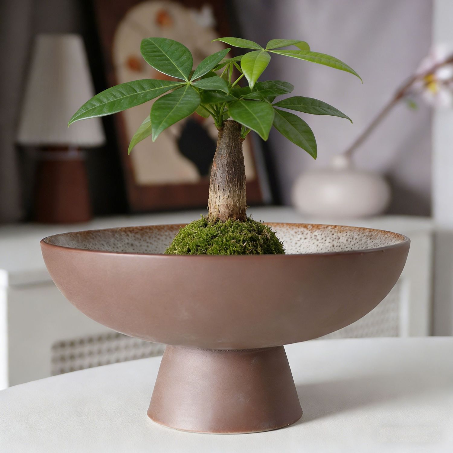 无孔水培器皿菖蒲绿植苔藓球盆桌面装饰托盘陶瓷花盆蕨类观音竹盆