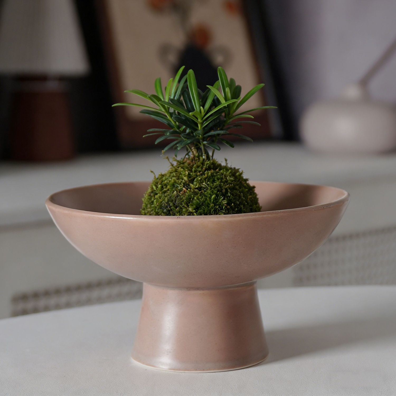 水培器皿无孔菖蒲绿植苔藓球盆桌面装饰托盘陶瓷花盆蕨类观音竹盆