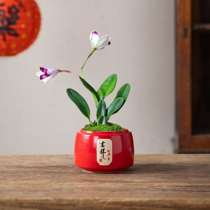 多肉花盆陶瓷透气有孔桌面装饰喜气精致创意个性造型盆栽植物盆盆