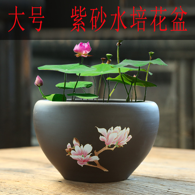 句号紫砂花盆特价清仓荷花睡莲铜钱草花缸大号陶瓷碗莲水培无孔
