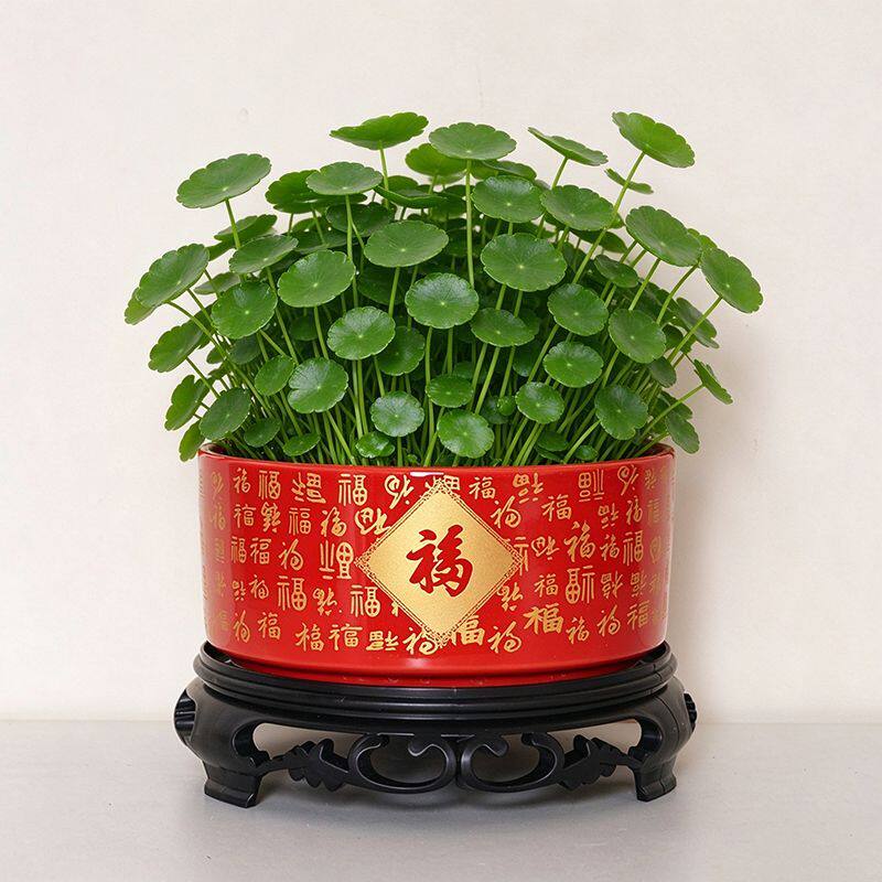 无孔水仙花水培花盆简约铜钱草红色陶瓷盆千佛祝福家用绿植专用盆