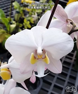 大仙兰园佛山店   台湾美琪兰原生蝴蝶兰 菲律宾蝴蝶兰兄弟交2.5