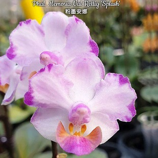 大仙兰园佛山 台湾美琪兰园 原生蝴蝶兰 趣味蝴蝶兰合集