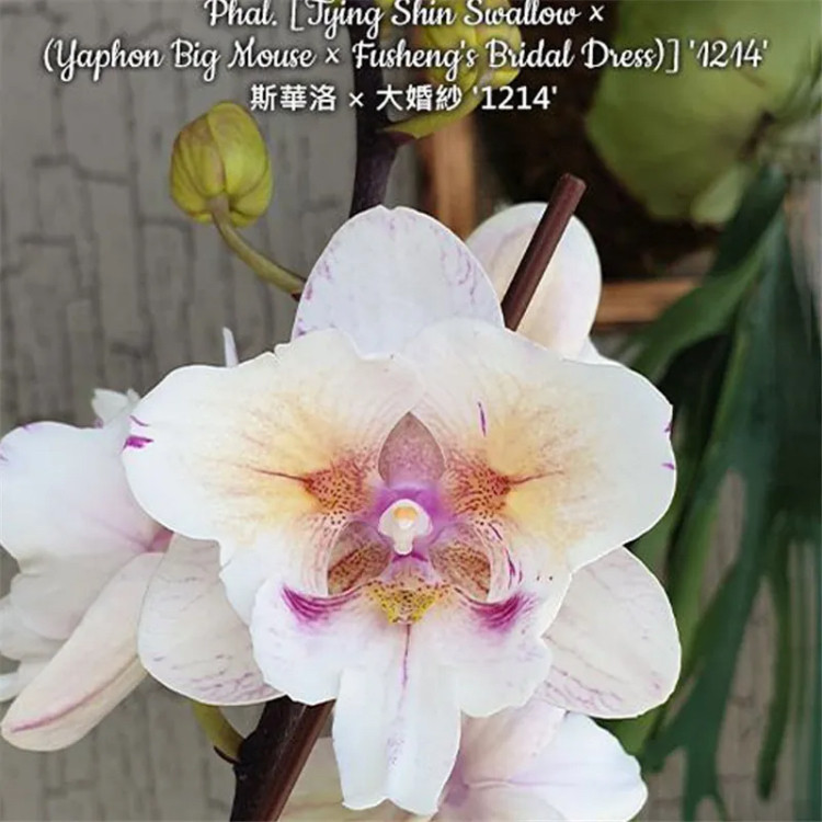 大仙兰园佛山店 台湾美琪兰园 原生趣味蝴蝶兰 斯华洛大婚纱 现货