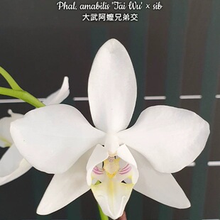 大仙兰园佛山店   台湾美琪兰原生蝴蝶兰 大武阿嬷兄弟交2.5寸