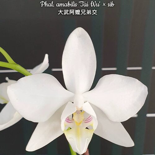 大仙兰园佛山店   台湾美琪兰原生蝴蝶兰 大武阿嬷花后苗2.5寸