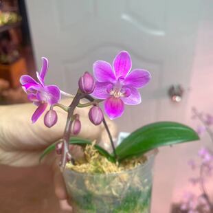 大仙兰园佛山店 台湾SWR苏园精品原生蝴蝶兰 趣味蝶 林登交EQ