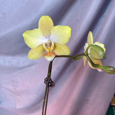 道友兰花 台湾NCK兰园 波浪边 黄色风之谷 2.5寸 一物一拍