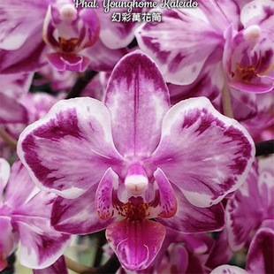 大仙兰园佛山店 台湾美琪兰 趣味原生蝴蝶兰 幻彩万花筒不包返祖