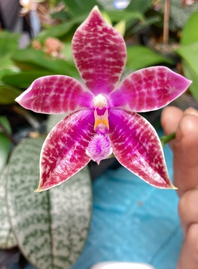 大仙兰园佛山店    A252 路德交盾叶损根一般