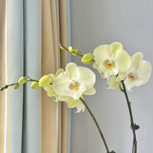 大仙兰园佛山店 红火蚁2.5寸杯 趣味蝴蝶兰