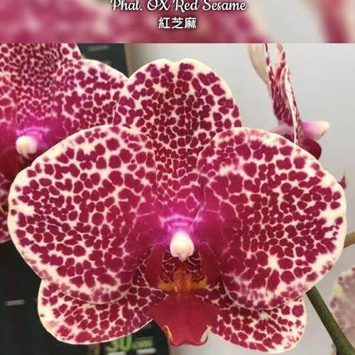 大仙兰园佛山店 台湾美琪兰园 趣味蝴蝶兰 红芝麻 芝麻2.5寸杯图片