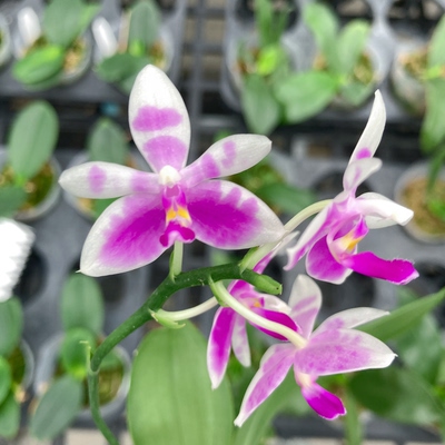 大仙兰园佛山店  蝴蝶兰原生品种 浓香 羞花2.5寸苗子