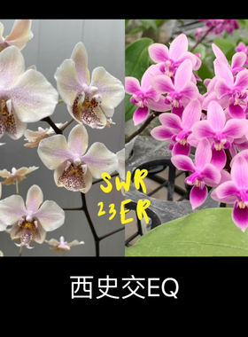 大仙兰园佛山店   台湾苏园原生趣味蝴蝶兰 23ER  西史交EQ 2.5寸