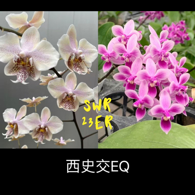 大仙兰园佛山店   台湾苏园原生趣味蝴蝶兰 23ER  西史交EQ 2.5寸