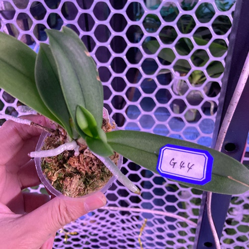 大仙兰园佛山 台湾蝴蝶兰 翻种苗特惠链接6 买前看一下第一个说明