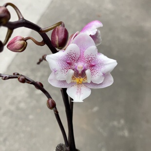 大仙兰园佛山店  樱兰  Phal.Lady Q 两眼变异