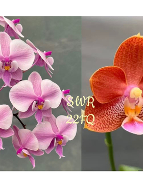 大仙兰园佛山店 台湾SWR苏园精品原生蝴蝶兰22FQ 雅风香水交狗