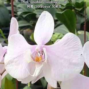 大仙兰园佛山店   台湾美琪兰原生蝴蝶兰 泗水阿嬷2.5寸杯