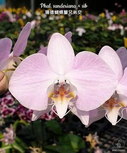 大仙兰园佛山店 台湾美琪兰园 原生蝴蝶兰 桑德蝴蝶兰2.5寸杯