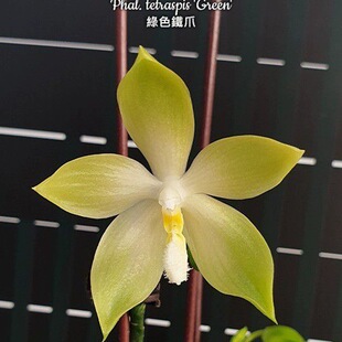 大仙兰园佛山店   台湾美琪兰原生蝴蝶兰 绿色铁爪2.5寸