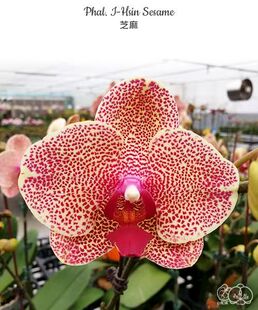 大仙兰园佛山店 台湾美琪兰园 趣味原生蝴蝶兰 芝麻2.5寸杯