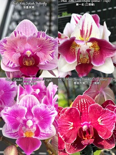 大仙兰园佛山店 台湾美琪等兰园智利水苔新种苗已经生根长新叶2