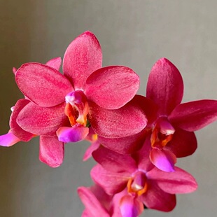 大仙兰园佛山店   趣味蝴蝶兰 弥陀宝藏 2.5寸杯 老叶组培白斑点