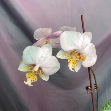 大仙兰园佛山店 A31 台湾黄史交西雷利2.5寸叶子很漂亮