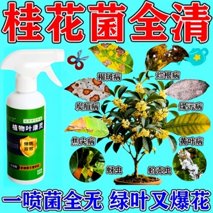 桂花树干尖枯叶病专用杀菌剂黄叶叶斑焦尖炭疽病掉叶子盆栽杀虫药