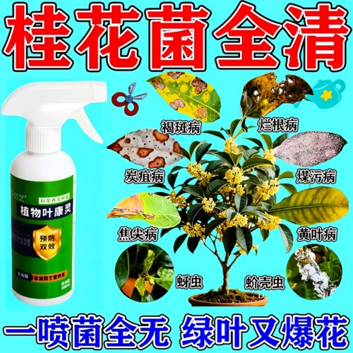 桂花树干尖枯叶炭疽杀菌营养