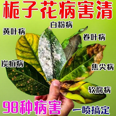 栀子花专用营养液杀菌促生根