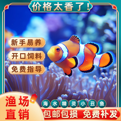 小丑鱼海水观赏鱼耐活好养公子