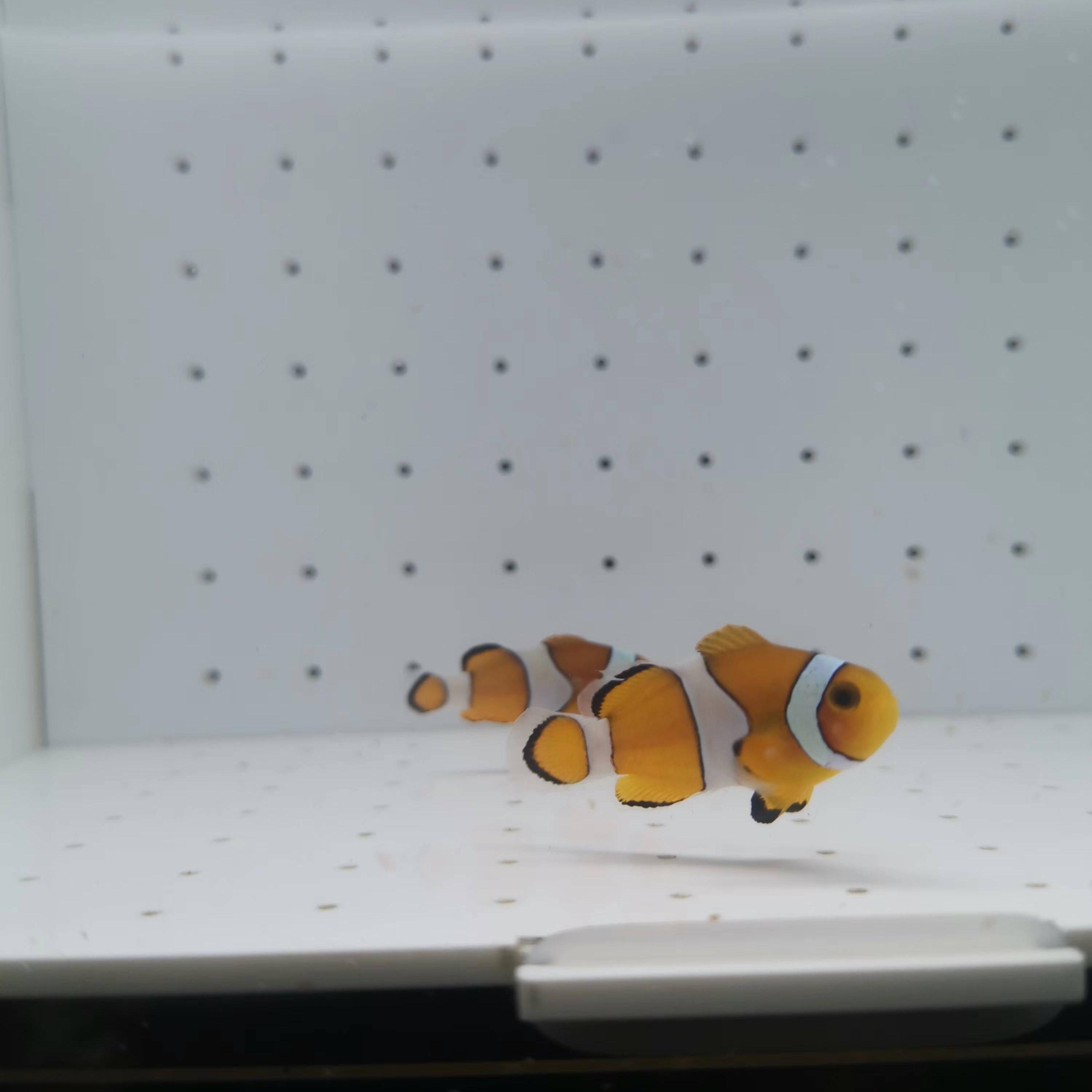 小丑鱼海鱼观赏鱼