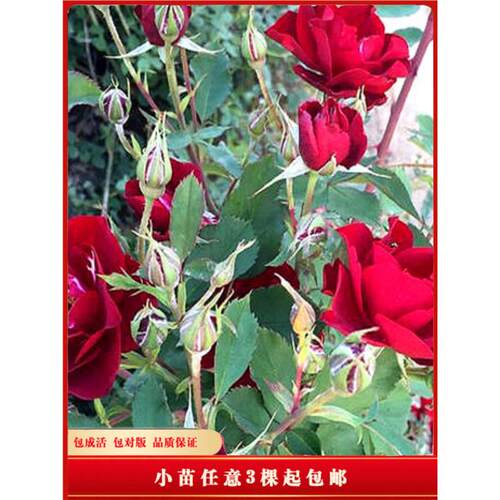 东北吉林黑龙江辽宁抗寒耐寒抗冻花卉花苗抗寒月季花红色多花大花