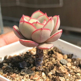 凌波仙子 多肉植物 粉红色小萌物 很小的小老桩子迷你小萌物