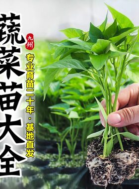 蔬菜苗秧辣椒苗番茄苗茄子苗黄瓜