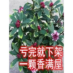 金边瑞香大苗盆栽浓香耐寒花卉室内外观花植物开花大小苗带花苞