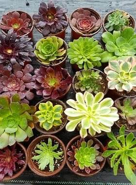 法师多肉植物小苗组合套餐盆栽肉肉绿植花卉粉女巫美杜莎万圣节锦