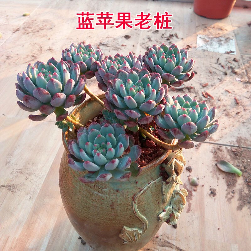 多肉植物多肉蓝苹果植物小老桩群生肉肉