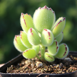 熊童子 多头群生绿熊 有红色小爪爪 可爱萌毛绒多肉植物 精品控养