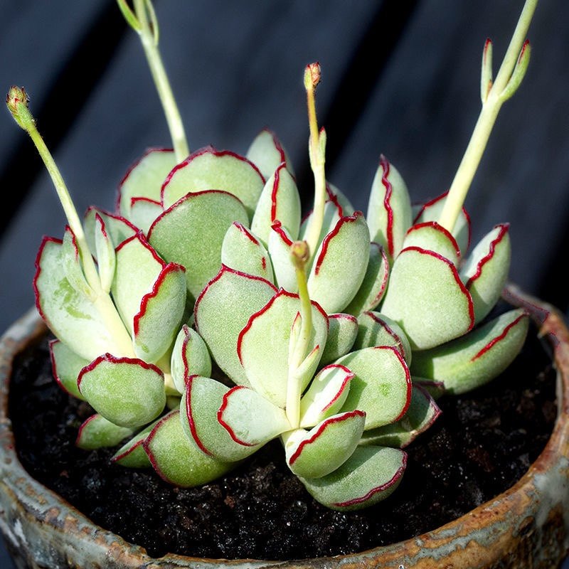 巧克力线福娘多肉植物易爆盆群生多头肉肉创意盆栽花卉绿植